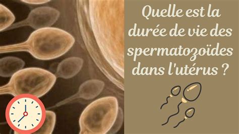 Durée de vie du spermatozoïde chez la femme : délai et survie